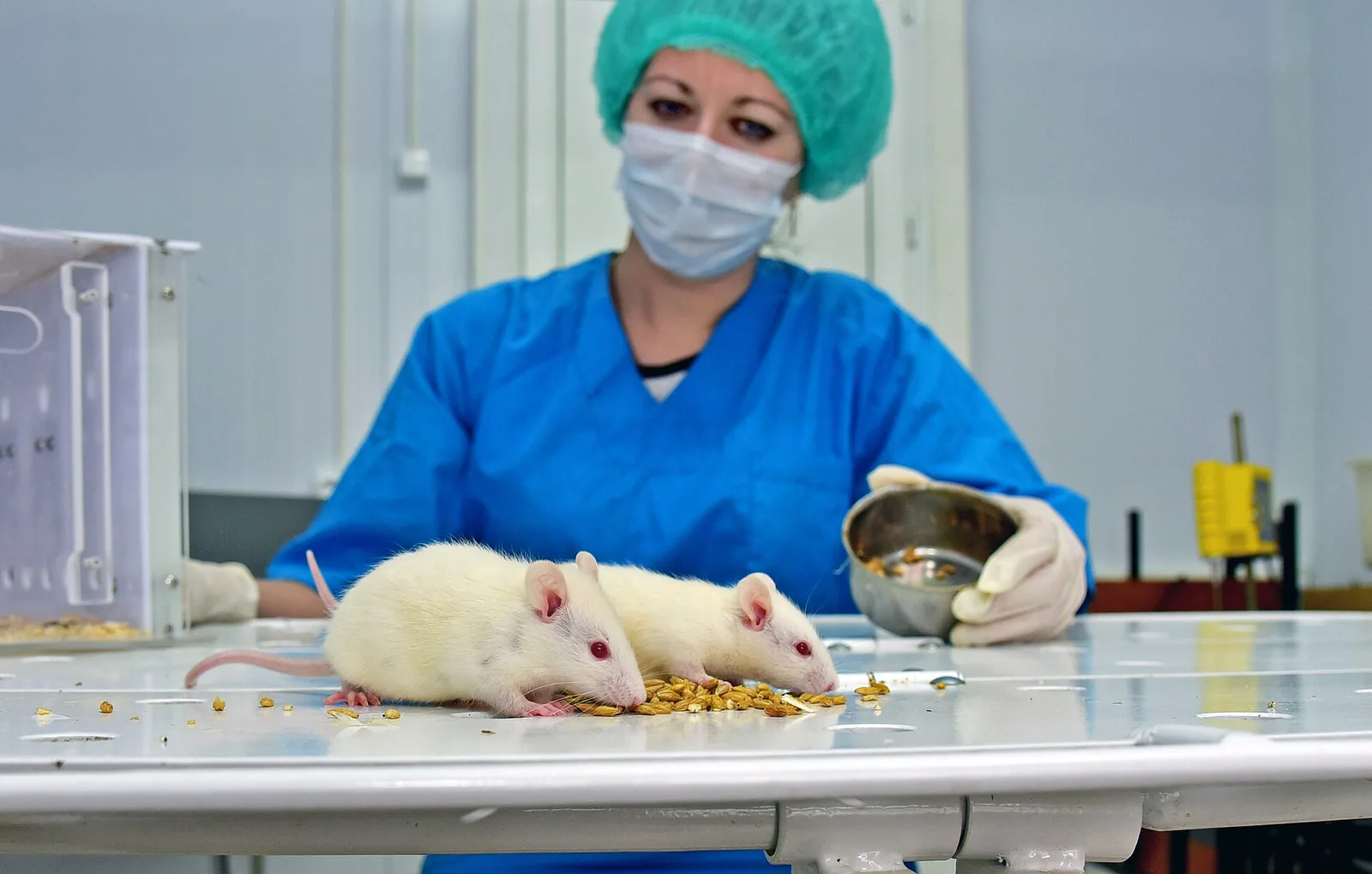 White laboratory mice held over a lab bench